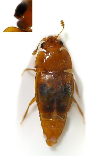 Epuraea sp.